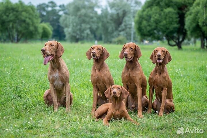 Щенки. венгерская выжла