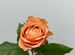 Пионовидная премиальная роза сорта Кахала