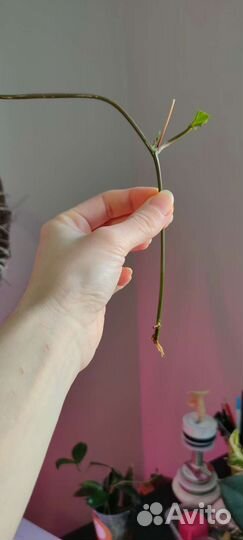 Пассифлора (маракуйя)