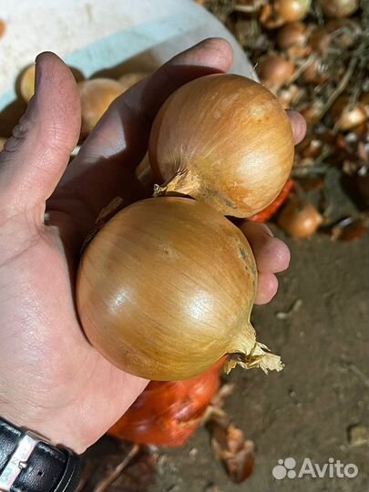 Лук репчатый продажа