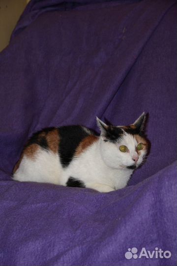 Кошка Мурка