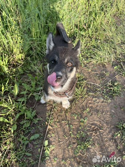 Мята ищет дом