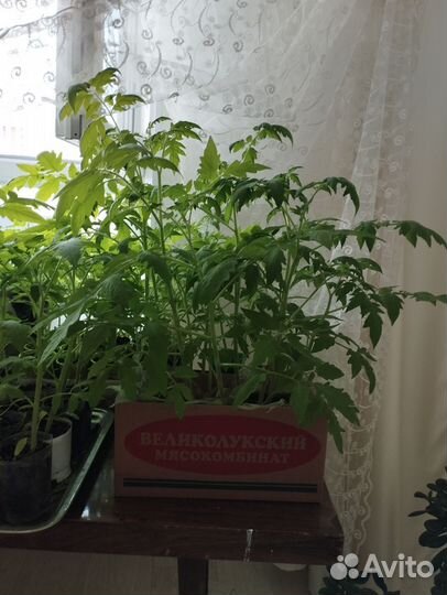 Рассада помидор и перца