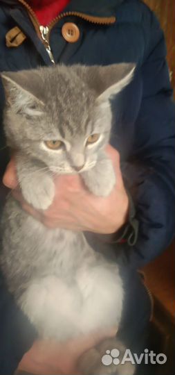 Котята в добрые руки бесплатно