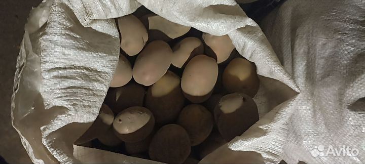 Продам картофель