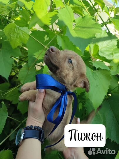 Щенки Кутята в добрые руки