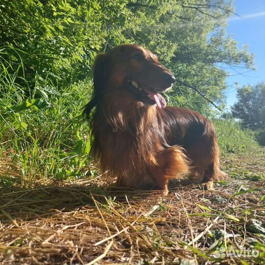 Длинношерстная такса вязка, мальчик. зовут Чейз