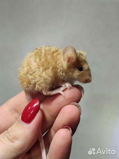 Мышь, мышь декоративная, мыши, мышь домашняя