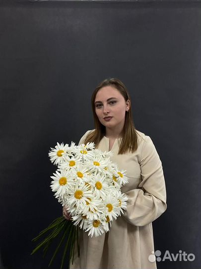 Цветы ромашки