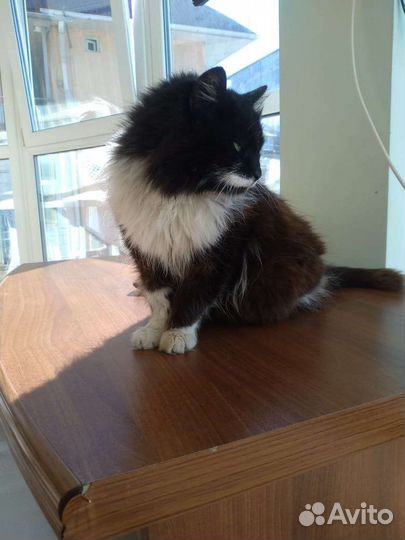 Кошечке очень ищет любящие ручки