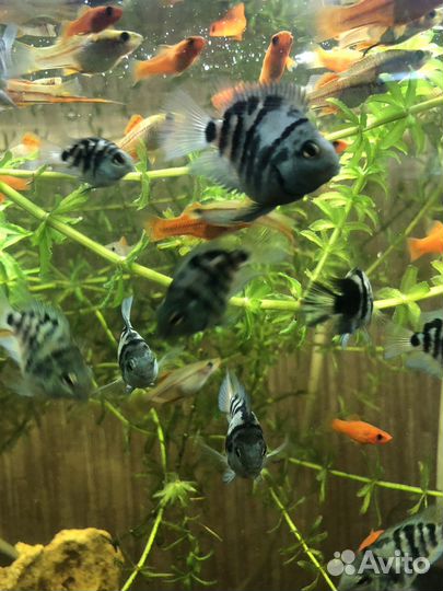 Аквариумные рыбки, креветки, оборудование