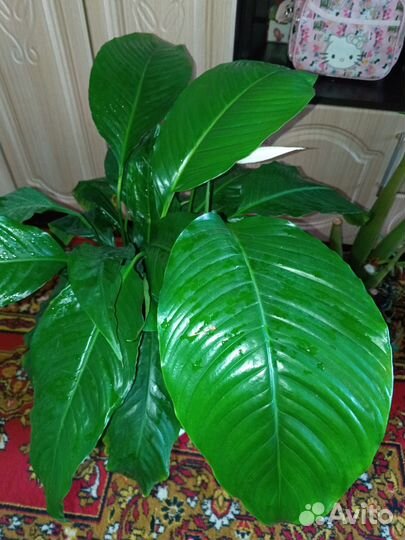 Спатифиллум