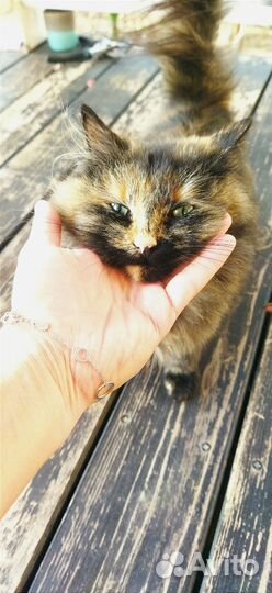 Кошка