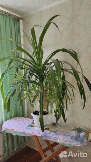 Комнатная (офисная) пальма (панданус)