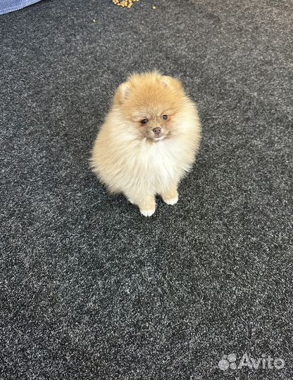 Померанский шпиц девочка