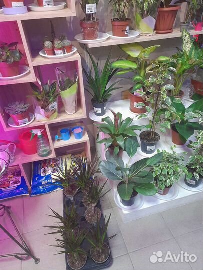 Большой ассортимент комнатных растений