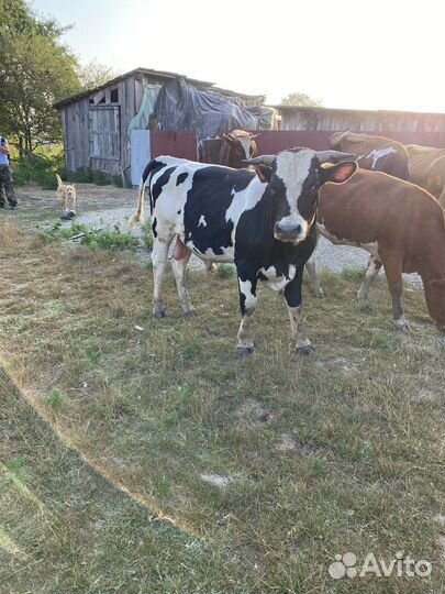 Быки на мясо живым весом
