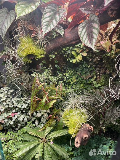 Растения для флорариума/террариума/палюдариума