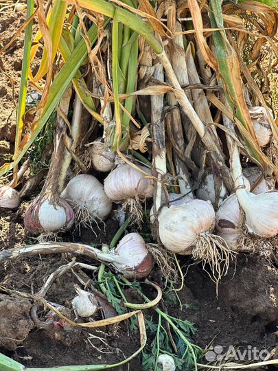 Чеснок озимый