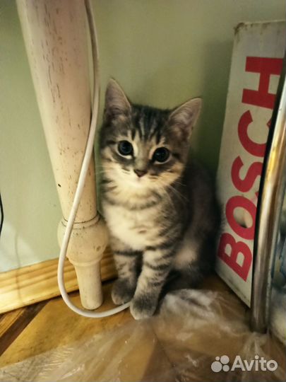 Кошки