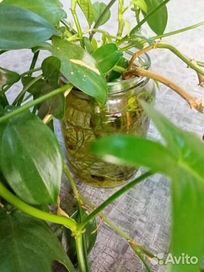 Комнатные растения