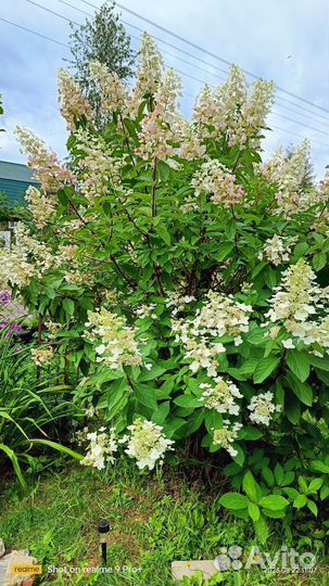 Гортензии, розы