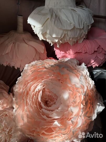 Ростовые цаеты