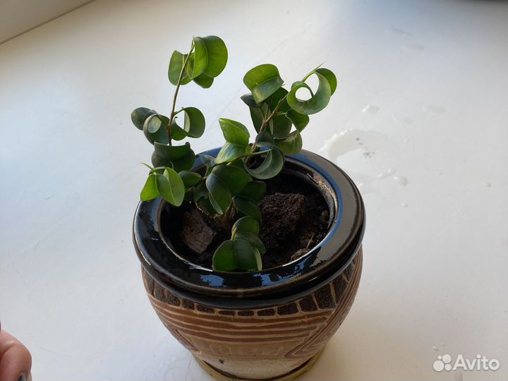 Фикус кудрявый