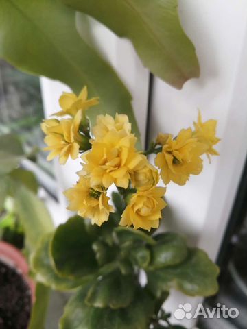 Каланхоэ Блоссфельда с корнями