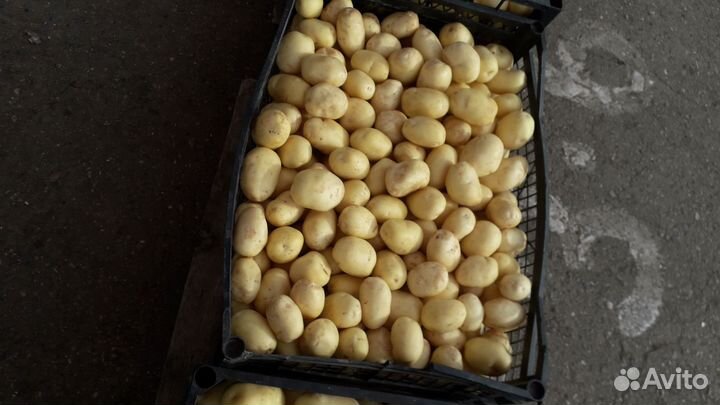 Продам картофель домашний