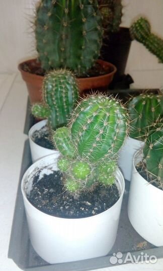 Портулаковая афра (денежное дерево), Кактусы