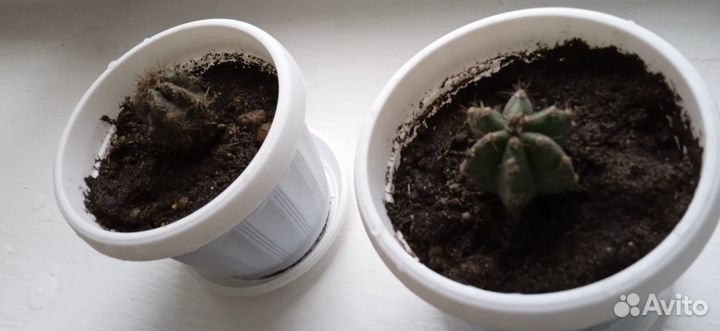 Кактус - отростки