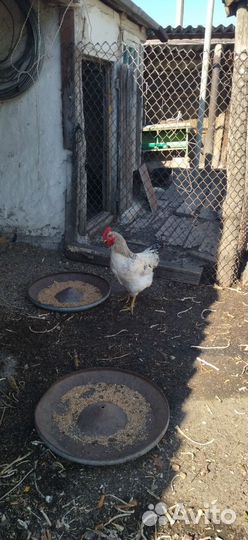 Молодые петухи