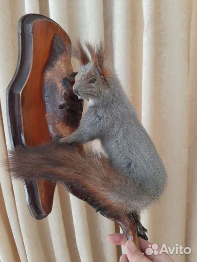 Чучело животных и птиц