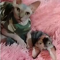 Канадский сфинкс котёнок