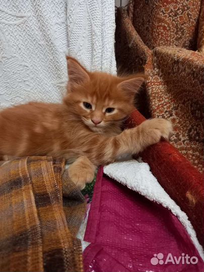 Котята Мэйн Кун