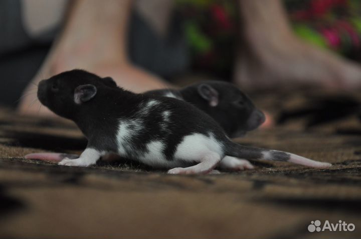 Продам декоративных крыс