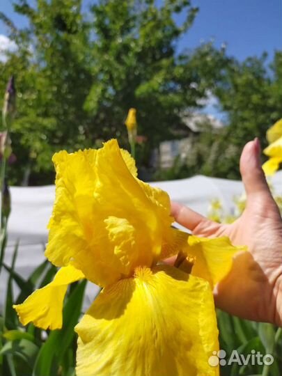 Ирисы бородатые