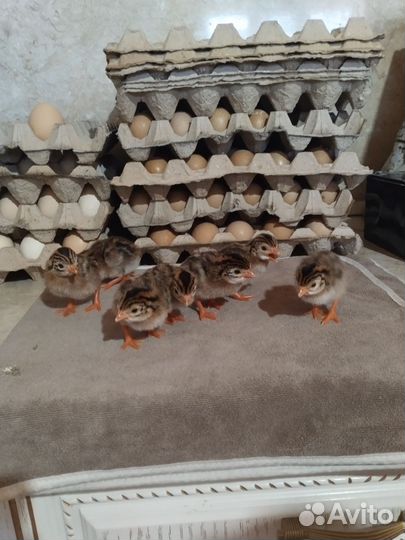 Цыплята цесарки