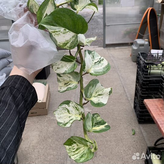 Эпипремнум Хэппи Лиф/Happy Leaf/Manjula