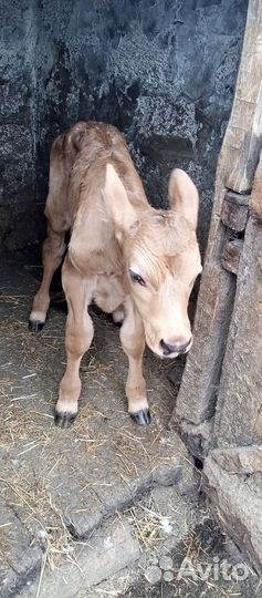 Продается бычок