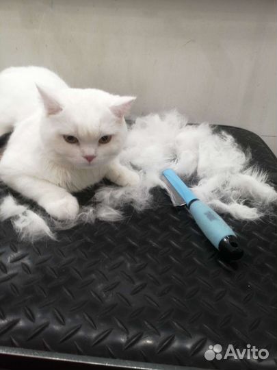 Грумер Стрижка/ экспресс линька