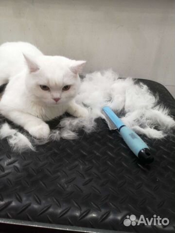 Грумер Стрижка/ экспресс линька