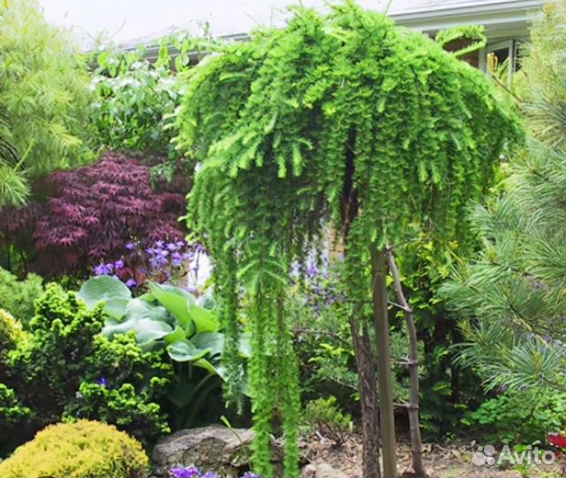 Лиственница Пендула европейская на штамбе