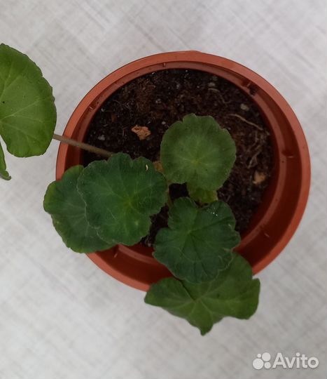 Цветы(разные)