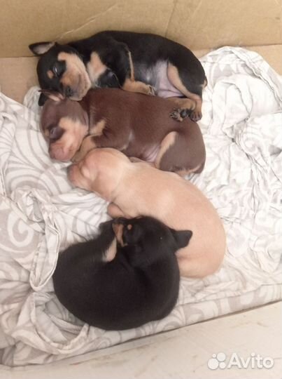 Мини той-терьер щенки