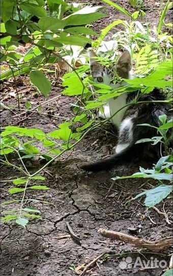 Кошка