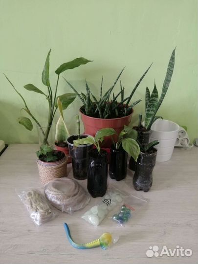 Цветы разные