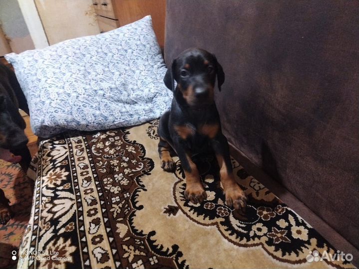 Щенки добермана