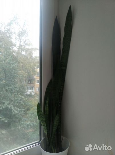 Сансевиерия Щучий хвост Тещин язык Отростки